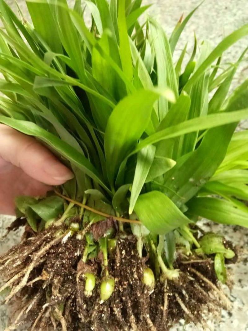 白芨种苗10~20cm
