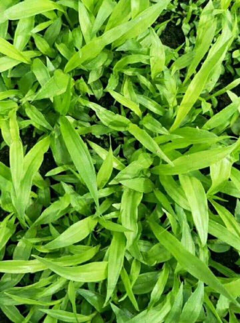 白芨种苗10~20cm