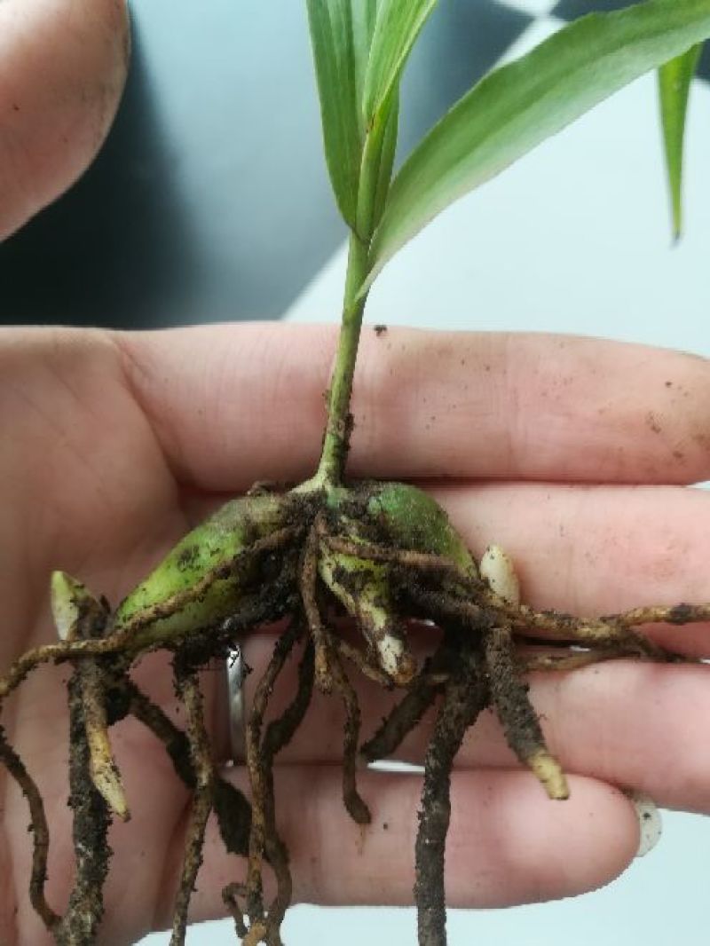 白芨种苗10~20cm