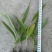 白芨种苗10~20cm