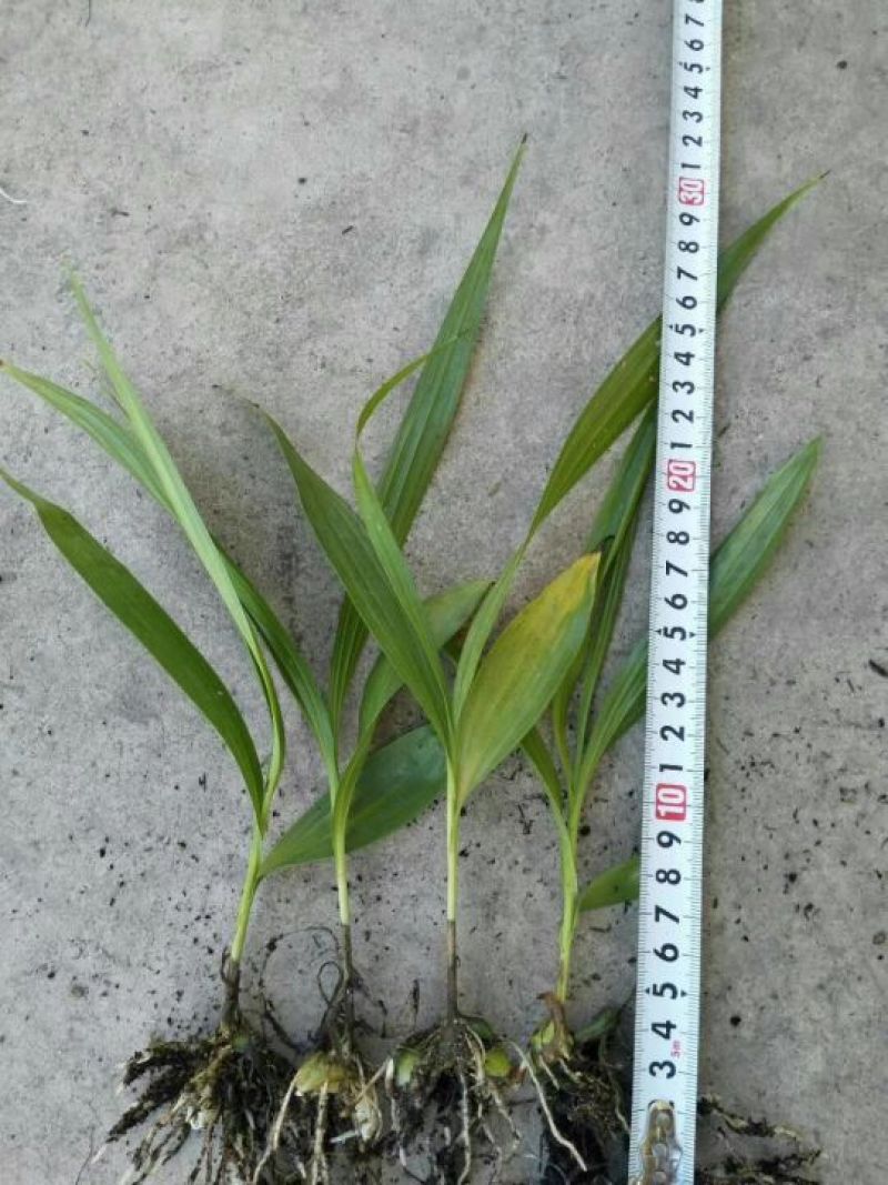 白芨种苗10~20cm