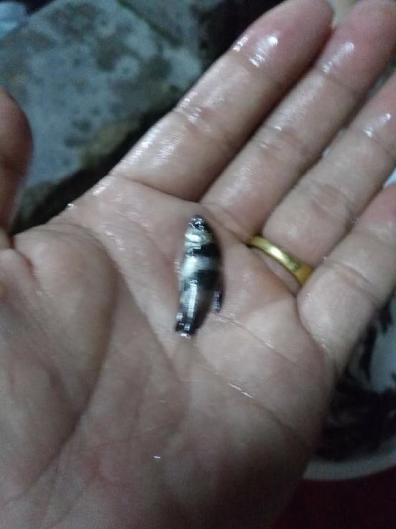中华胭脂鱼，一帆风顺美人鱼大量现货出售，价格美丽
