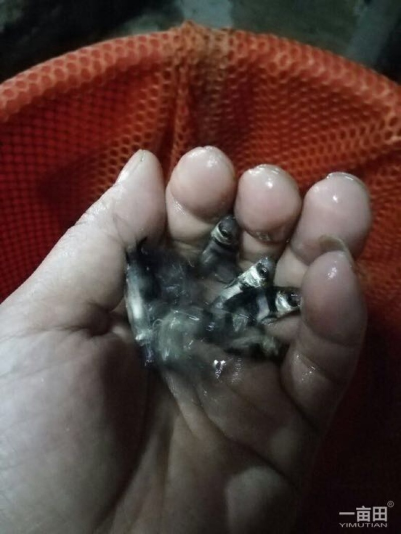 中华胭脂鱼，一帆风顺美人鱼大量现货出售，价格美丽