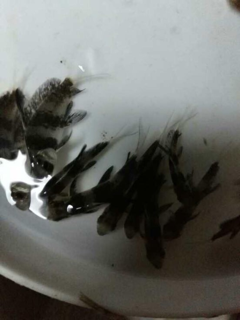 中华胭脂鱼，一帆风顺美人鱼大量现货出售，价格美丽