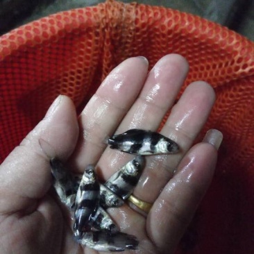 中华胭脂鱼，一帆风顺美人鱼大量现货出售，价格美丽