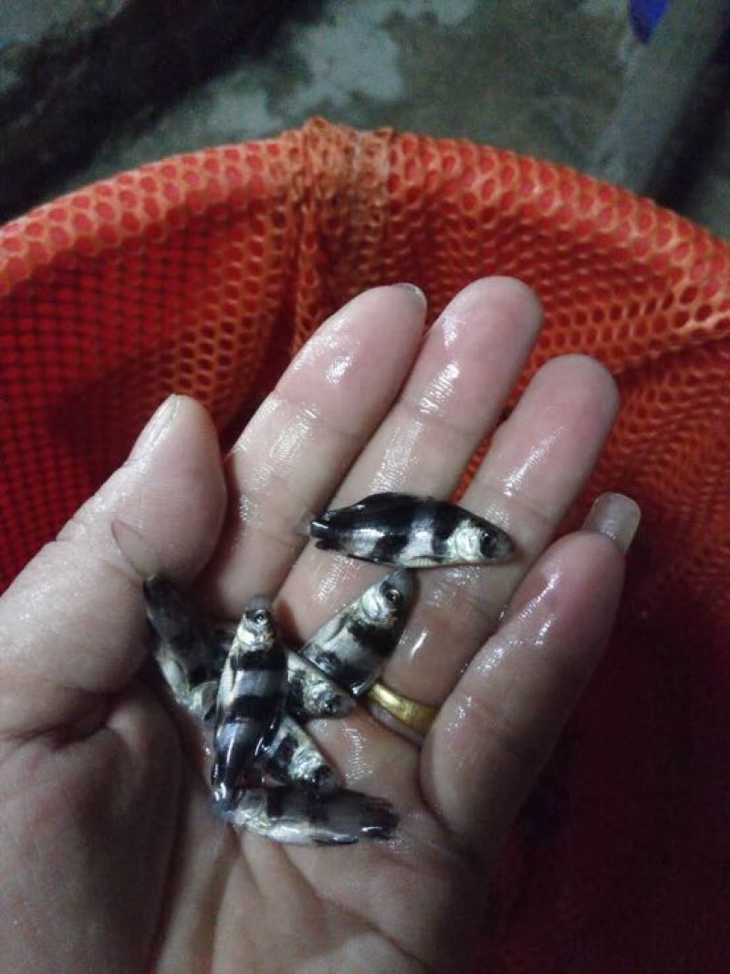 中华胭脂鱼，一帆风顺美人鱼大量现货出售，价格美丽