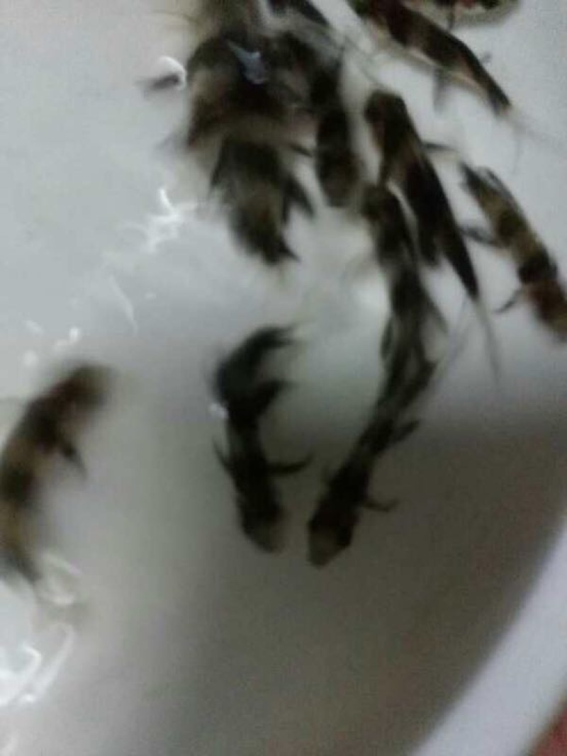中华胭脂鱼，一帆风顺美人鱼大量现货出售，价格美丽