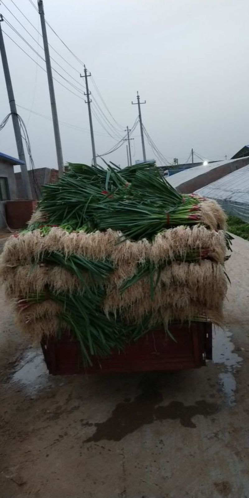 红根-水洗-蒜苗-土蒜苗上市中，可供各大市场，商超电商长