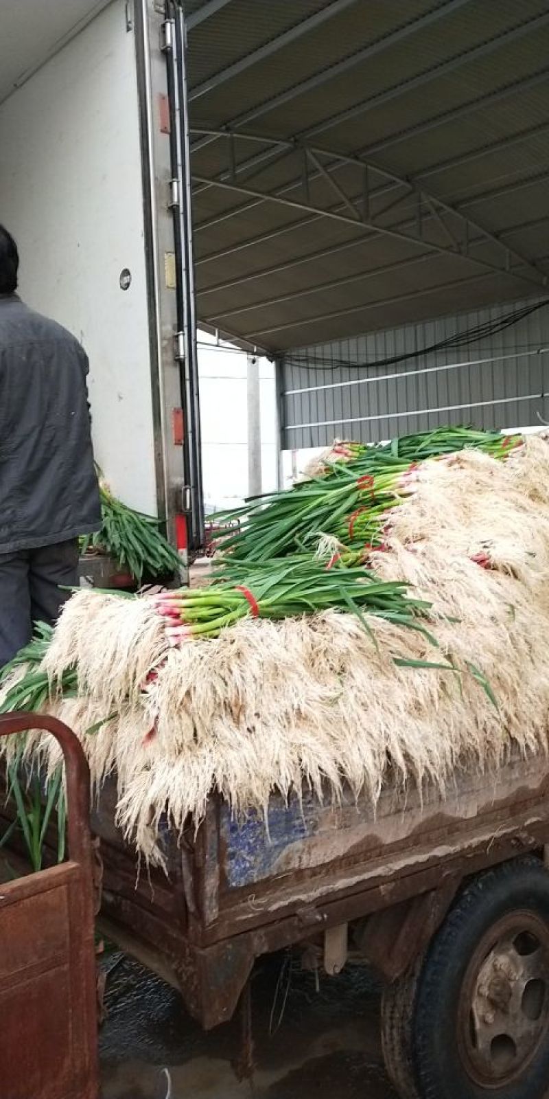 红根-水洗-蒜苗-土蒜苗上市中，可供各大市场，商超电商长