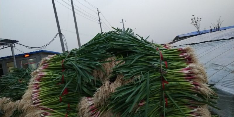 红根-水洗-蒜苗-土蒜苗上市中，可供各大市场，商超电商长