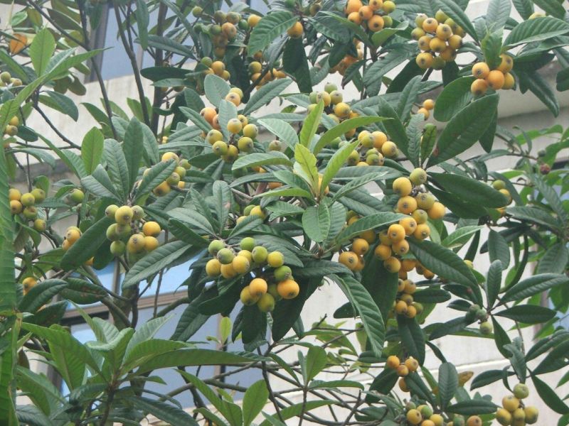 枇杷树苗根须发达现挖现买可带泥球发货
