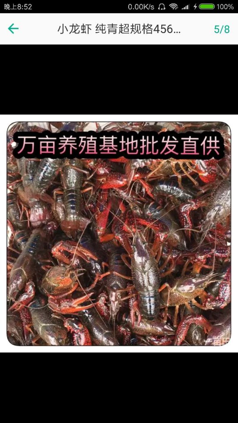 湖虾食用4-6钱（20-30克）活虾藕塘套养