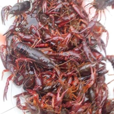 湖虾食用4-6钱（20-30克）活虾藕塘套养