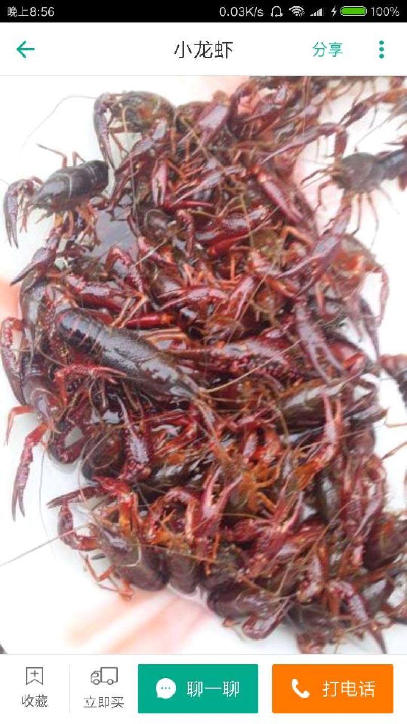 湖虾食用4-6钱（20-30克）活虾藕塘套养