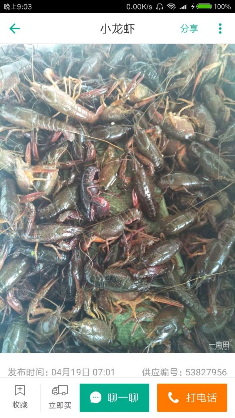 湖虾食用4-6钱（20-30克）活虾藕塘套养