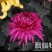菊花苗