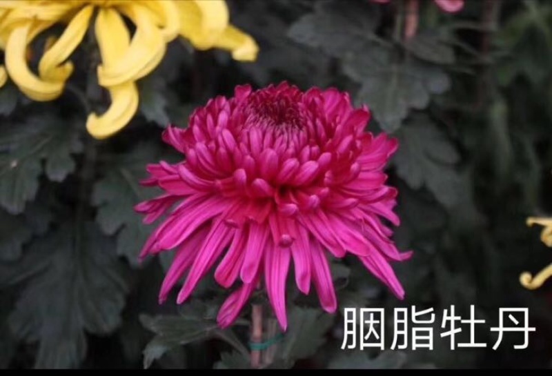 菊花苗