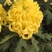 菊花苗