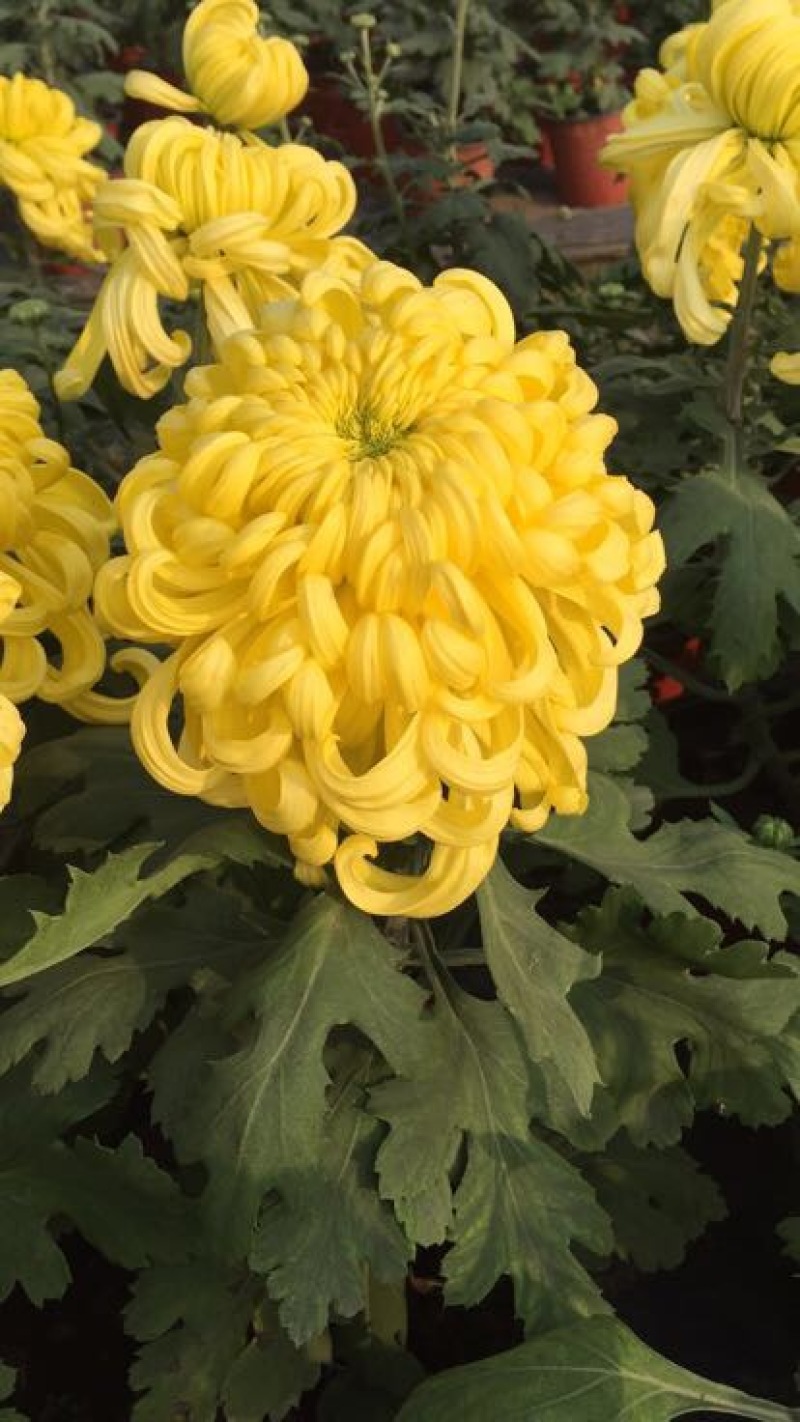 菊花苗