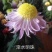 菊花苗