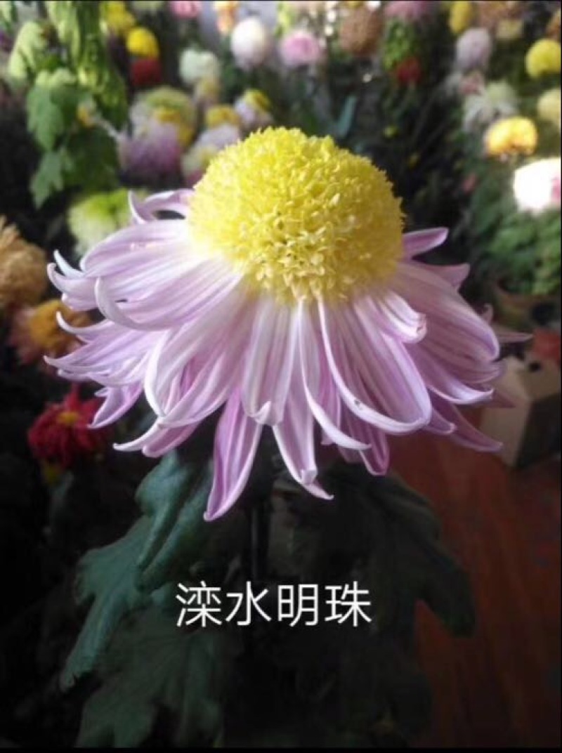菊花苗