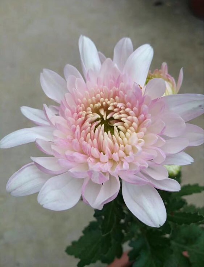 菊花苗