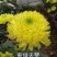 菊花苗