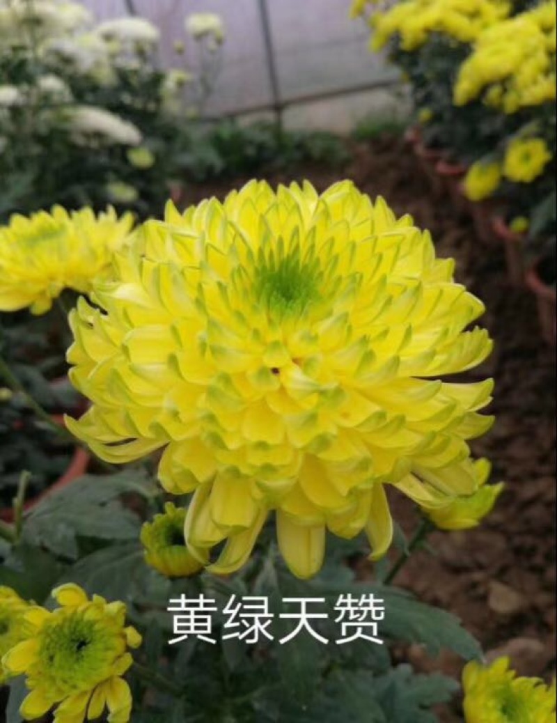 菊花苗