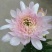 菊花苗