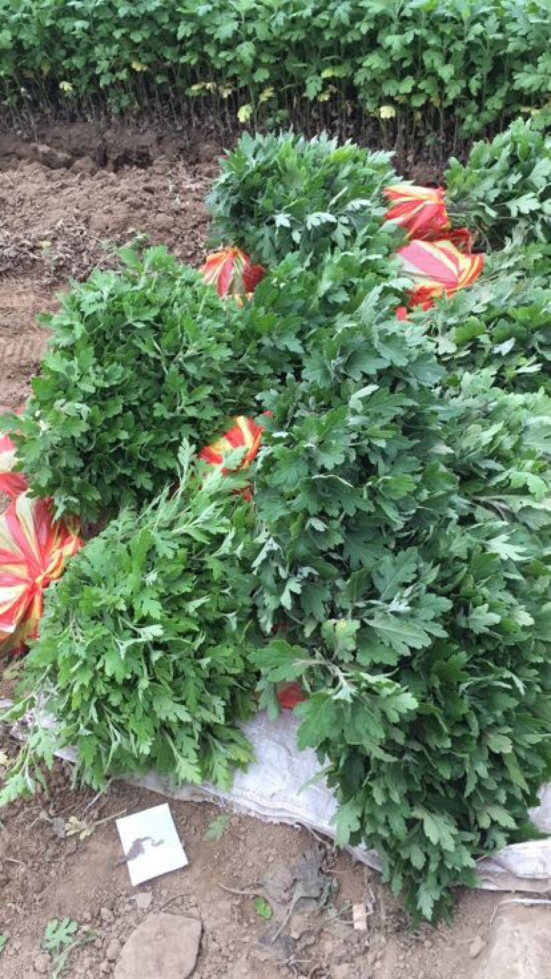 菊花苗