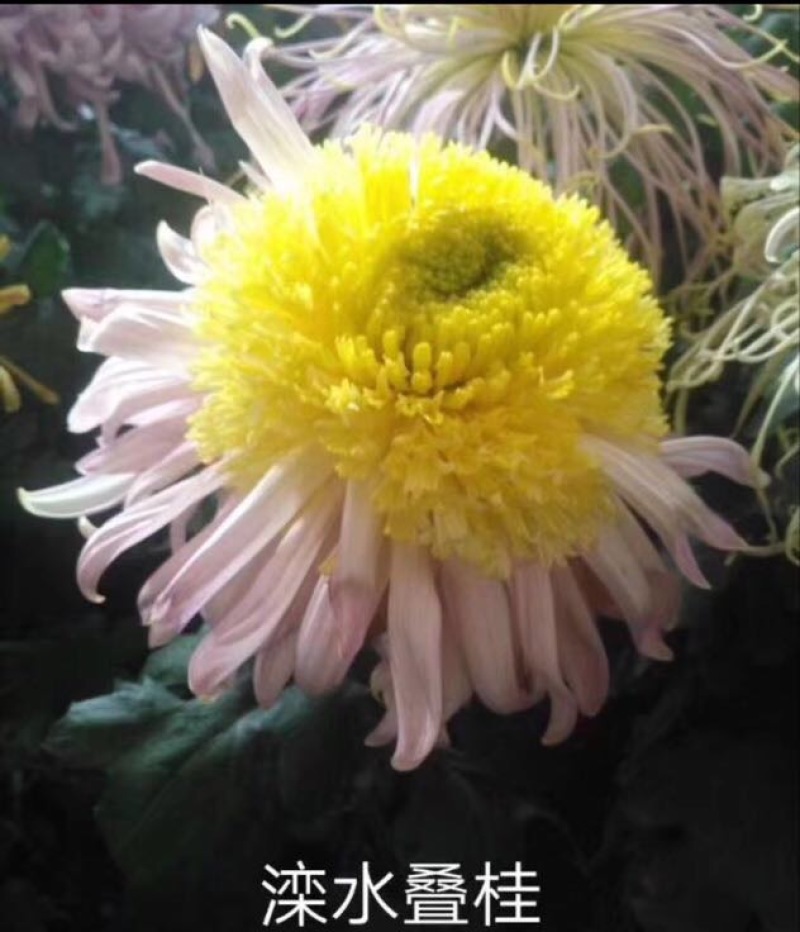 菊花苗