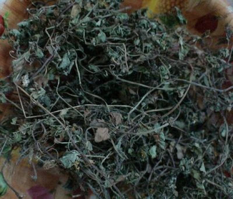 金钱草大山深处野生金钱草