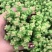 多肉植物含盆
