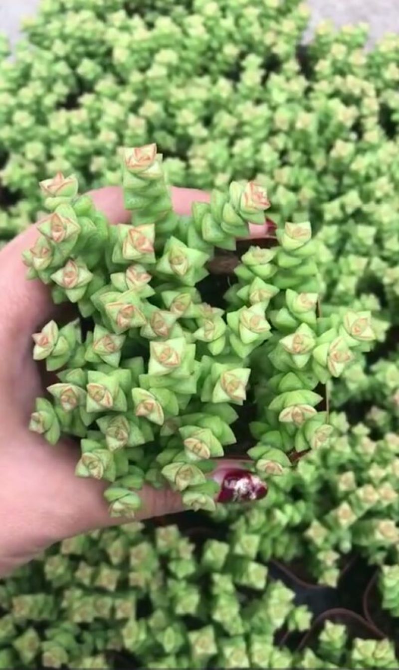 多肉植物含盆