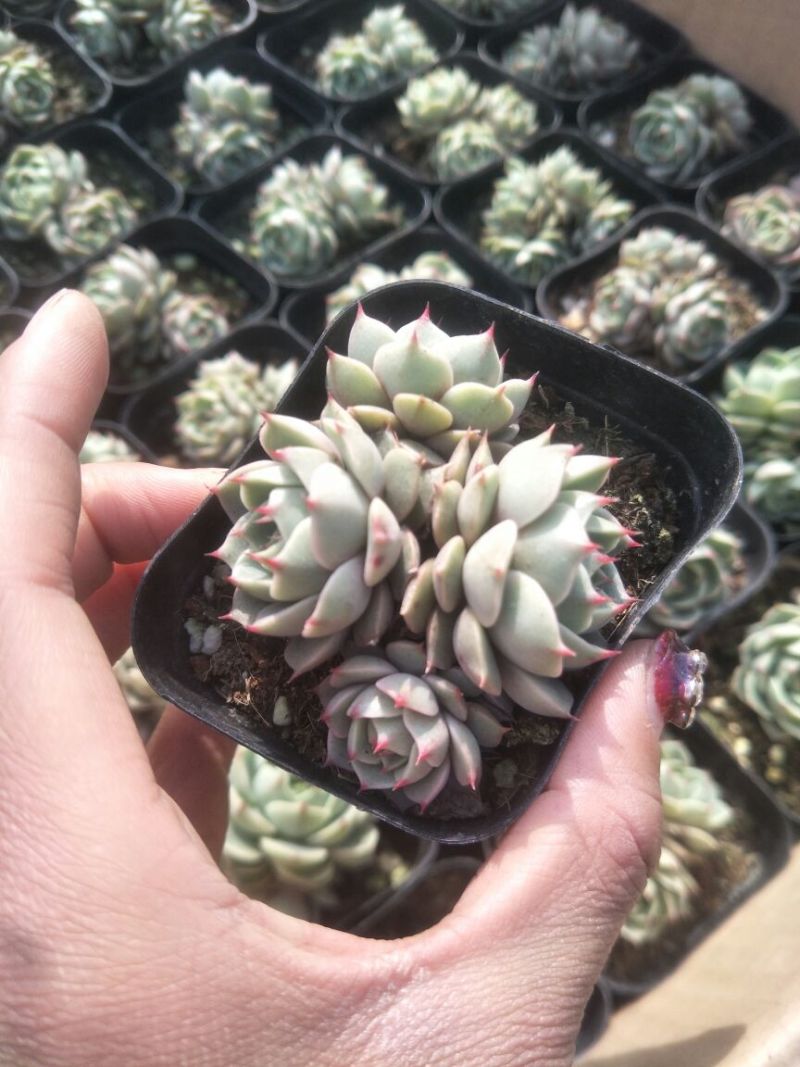 多肉植物含盆