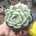 多肉植物含盆