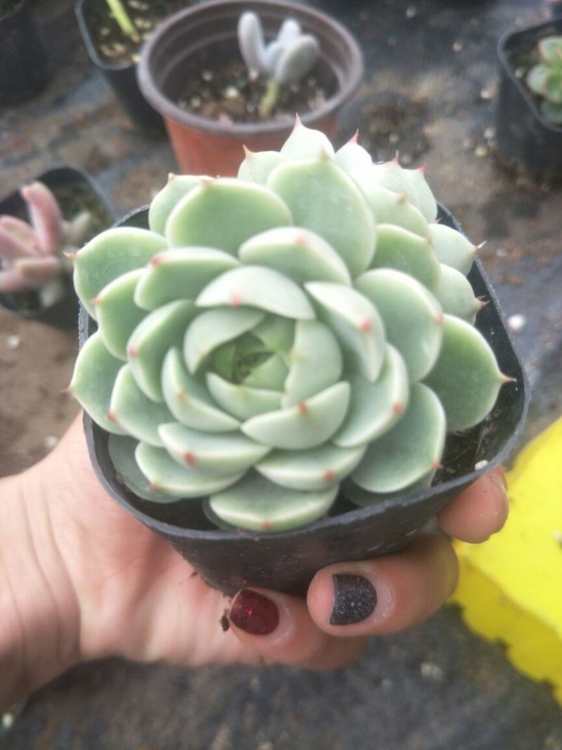 多肉植物含盆