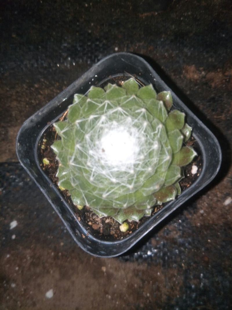 多肉植物含盆