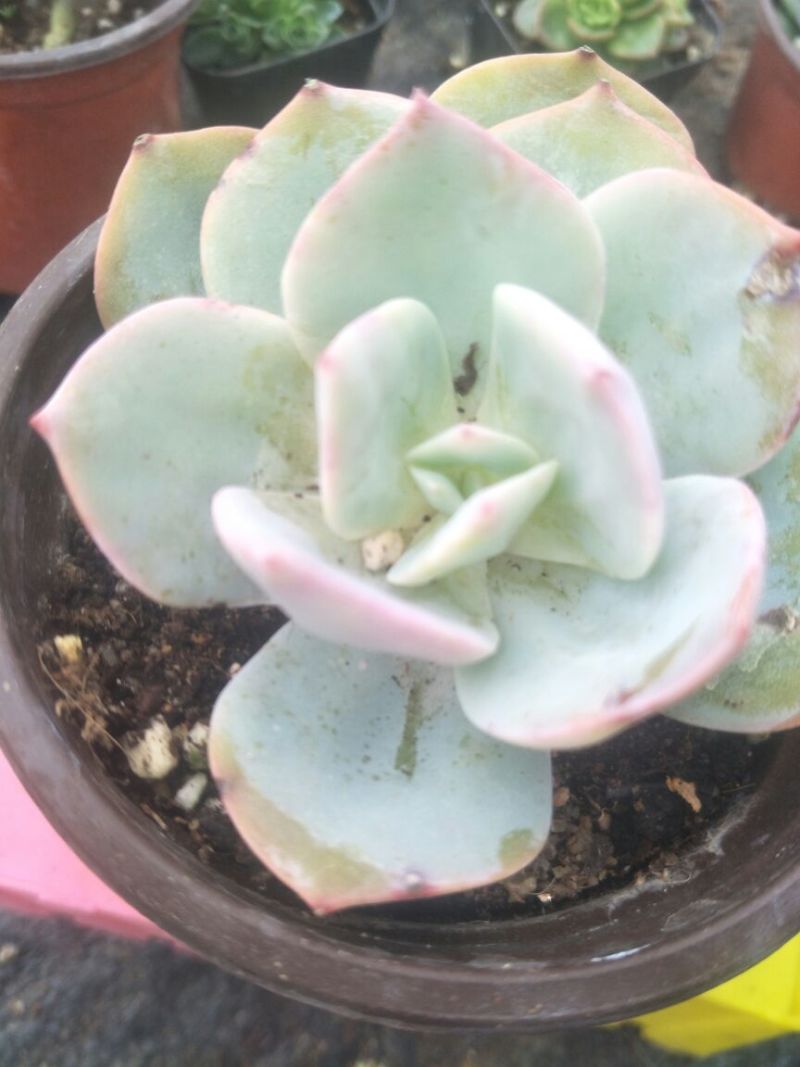 多肉植物含盆