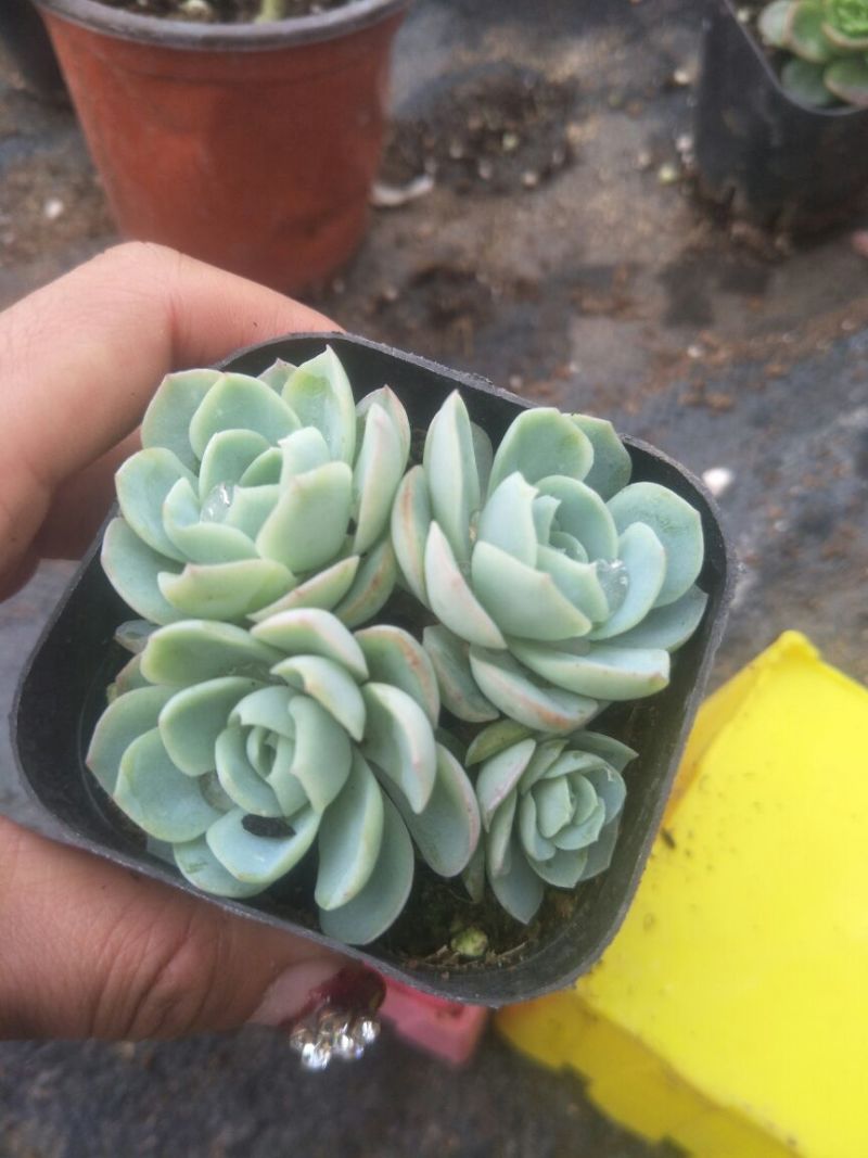 多肉植物含盆