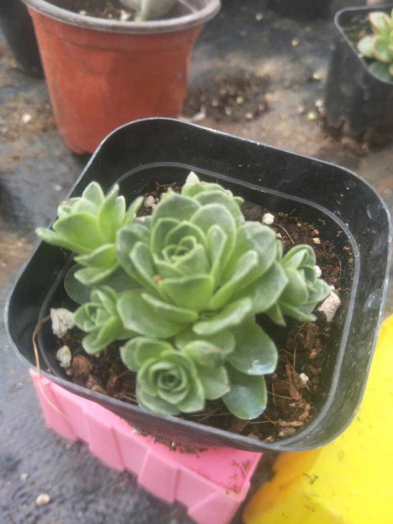 多肉植物含盆
