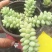 多肉植物含盆