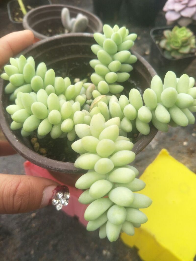 多肉植物含盆