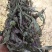蒲公英3~6cm