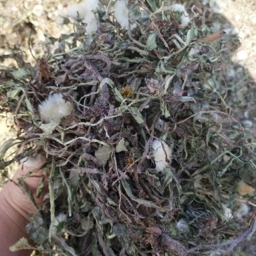 蒲公英3~6cm