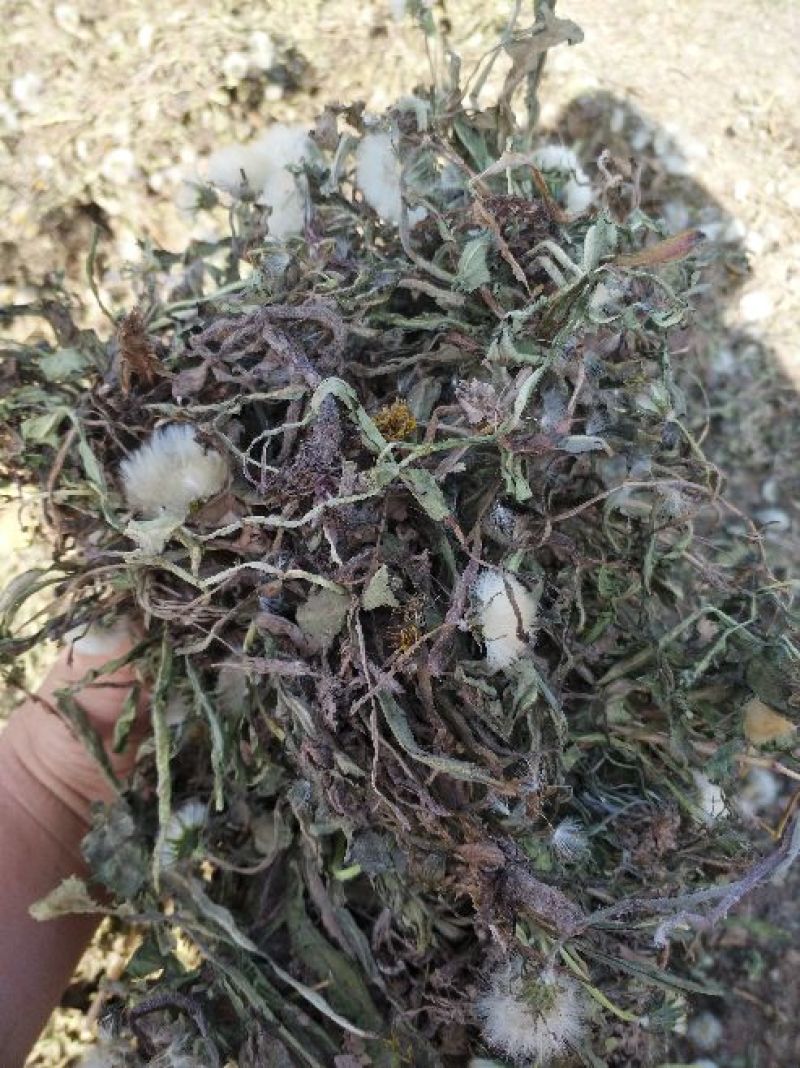 蒲公英3~6cm