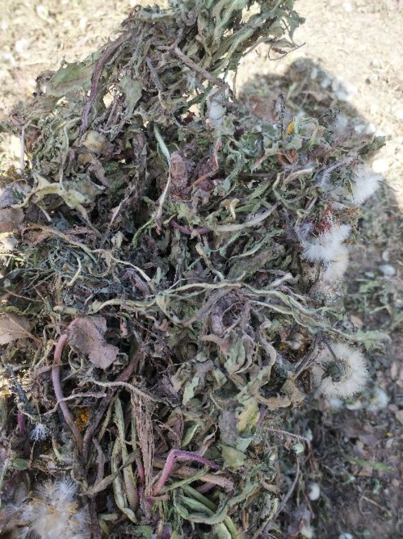 蒲公英3~6cm