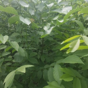 核桃苗1~2年50~100cm