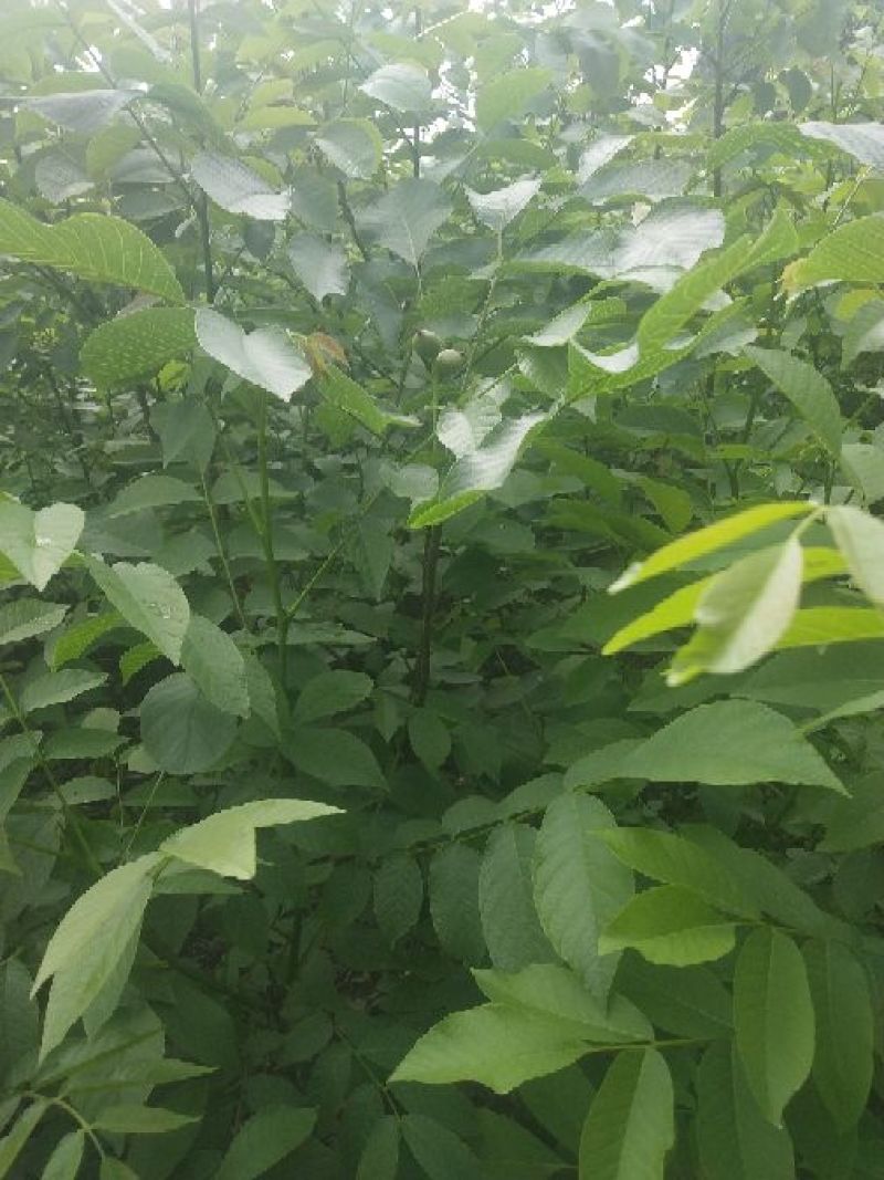 核桃苗1~2年50~100cm