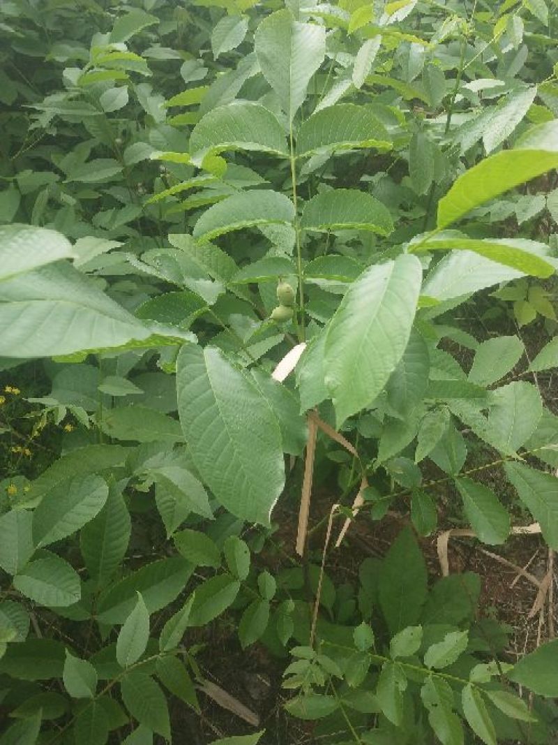 核桃苗1~2年50~100cm